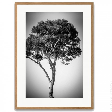 Pines tree 1 40 x 50 framed poster