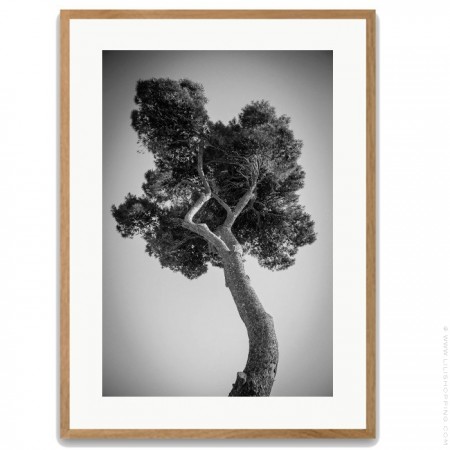 Pines tree 2 40 x 50 framed poster