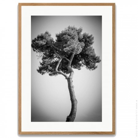 Pines tree 3 40 x 50 framed poster