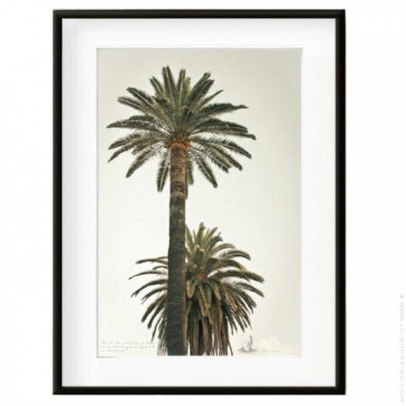 Palmtree 1 50 x 70 framed poster